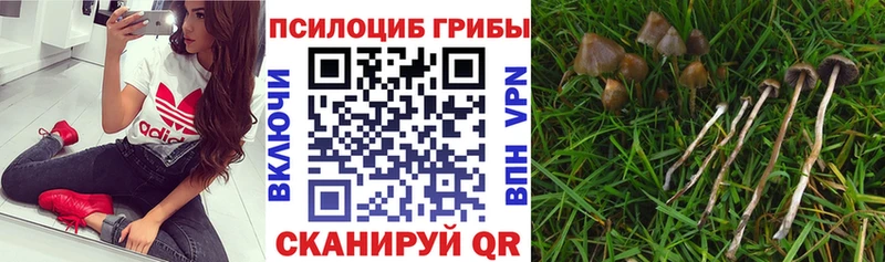 что такое   мега как войти  Псилоцибиновые грибы прущие грибы  Будённовск 